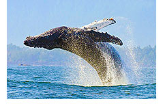 BIG BLUE LIVE A whale breaching (image)