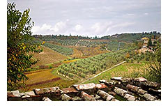 DREAM OF ITALY Tuscanny (image)
