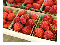 VICTORY GARDEN’S edibleFEAST Strawberries for jam (image)