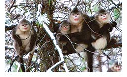 NATURE Mystery Monkeys of Shangri-La  (image)