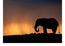 NATURE: Soul of the Elephant (image)