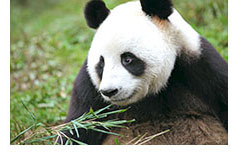 OPERATION WILD Saving Giant Pandas (image)