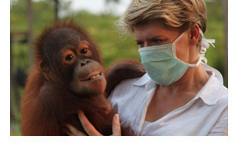 OPERATION WILD an Orangutan (image)