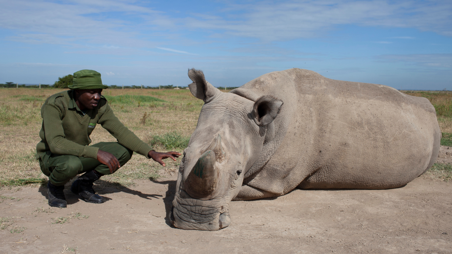 Exploring the Connection Between the Extinction Crisis and Pandemic Diseases