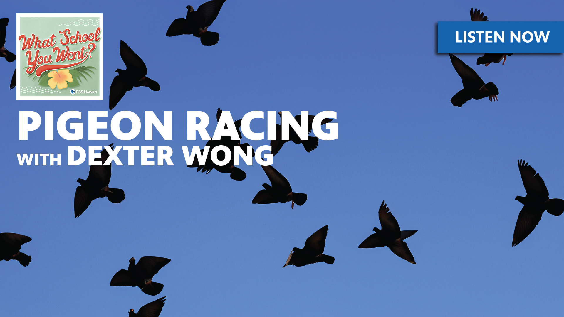 Pigeon Racing with Dexter Wong